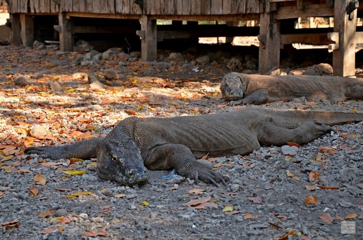 boat trip around komodo island 65 best komodo eiland images on pinterest indonesi 235 boat trip around komodo island 65 best komodo eiland images on pinterest indonesi 235