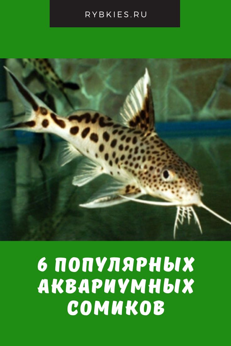 Аквариумные Рыбки Сомики Виды Фото И Названия Аквариумные Рыбки Сомики Виды Фото И Названия