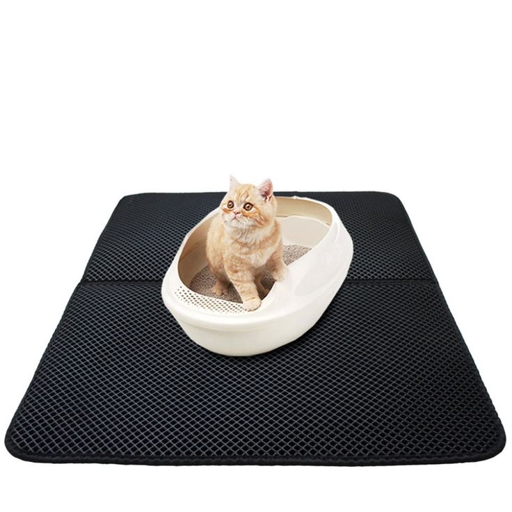 Best Odor Trapping Cat Litter Best Odor Trapping Cat Litter