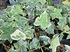 care is easy and its a beautiful accent plant with lush trailing vines discover types of ivy house plants care tips and pictures - House Plants Vines care is easy and its a beautiful accent plant with lush trailing vines discover types of ivy house plants care tips and pictures - House Plants Vines