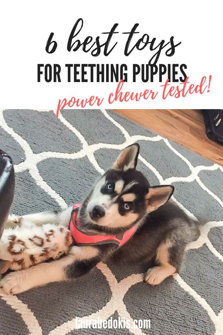 6 Best Puppy Teething Toys Puppy Teething Best Puppies Toy Puppies