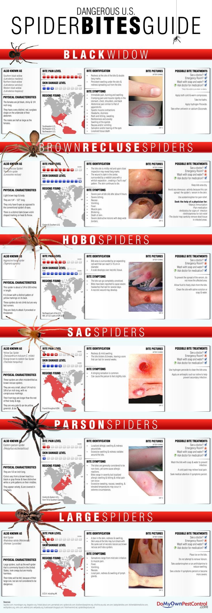 11 Best Spider Bite Images On Pinterest Health Spider Bites And