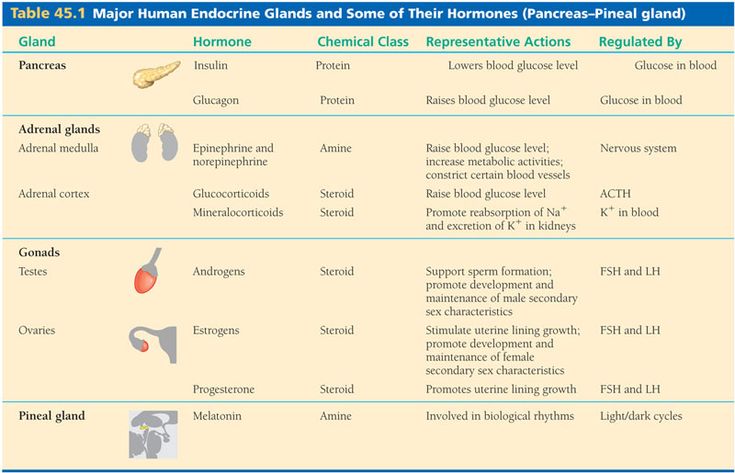 major human endocrine glands and some of their hormones glands and their hormones chart