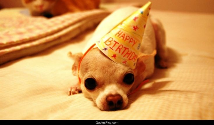 Chihuahua Birthday Party!!
