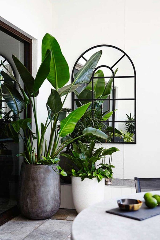 Strelitzia Kamperlant Groot Plants And Flowers In 2019 Strelitzia Kamperlant Groot Large Indoor Plants Plant Pots Potted Pot