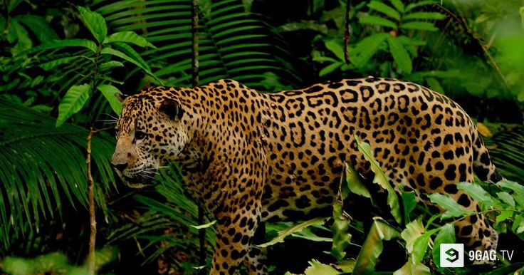 Video On 9gag Viral Videos 9gag Tv Trailers Big Cats Amazon Rainforest Animals