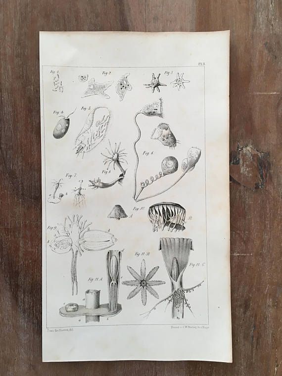1849 Original Antique Lithograph Marine Organisms Print 1849 Original Antique Lithograph Marine Organisms Print Biology Wall Decor