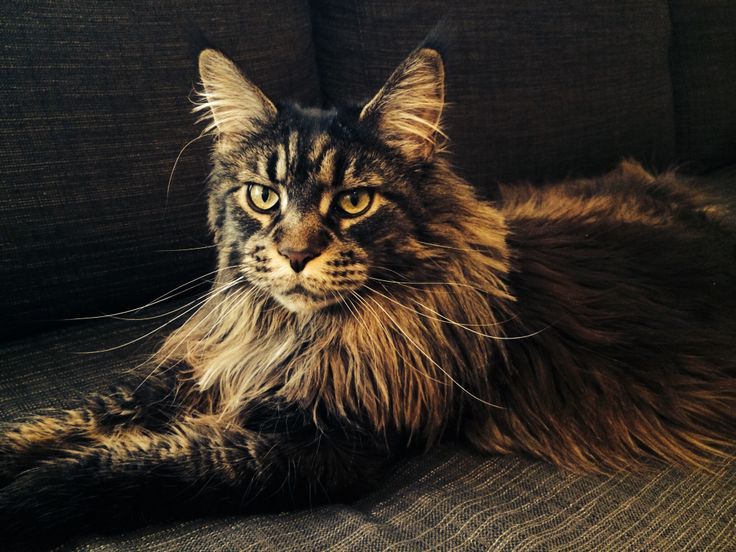 Maine Coon Tabby Cat Pictures Maine Coon Tabby Cat Pictures