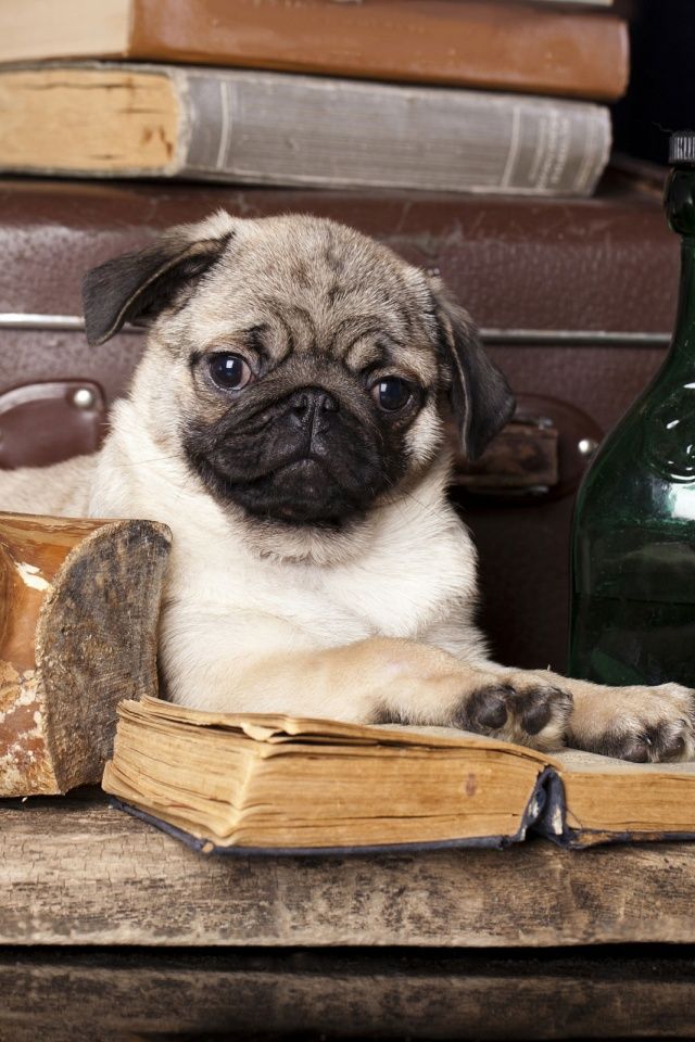 book of pugs 3617 best i pugs images on doggies pug dogs and dogs book of pugs 3617 best i pugs images on doggies pug dogs and dogs
