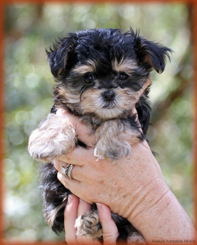 Available Mikis Cute baby dogs, Miki dog, Puppies