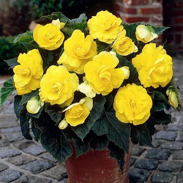 Tuberous Double Begonia Salmon Beautiful Flowers Images Begonia Flower Photos