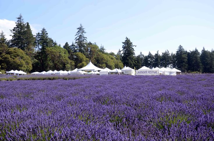 San Juan Island Lavender Festival San Juan Island Lavender Festival