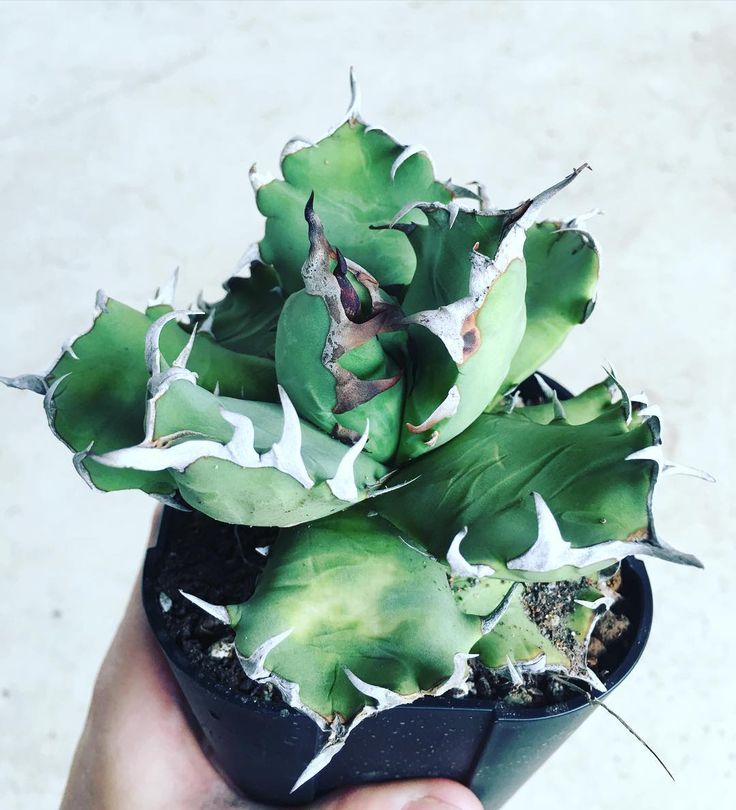 Eden Garden On Instagram No 1 美系嚴龍嚴龍agave Titanota 美系嚴龍嚴龍 Agave Titanota 龍舌蘭 リュウゼツラン 竜舌蘭 多肉植物 Plants Succulent Agave Titanota Succulents Agaves