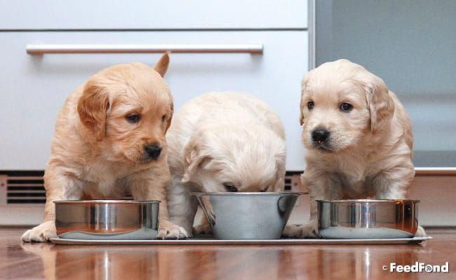 The Latest Hacks Help And Information For Dogs Training And