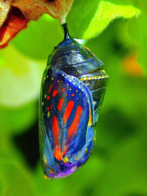 Monarch Chrysalis