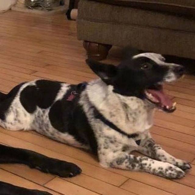 Lost Dog Saint Paul Corgi Male Date Lost 12 18 2018 Dog S Name