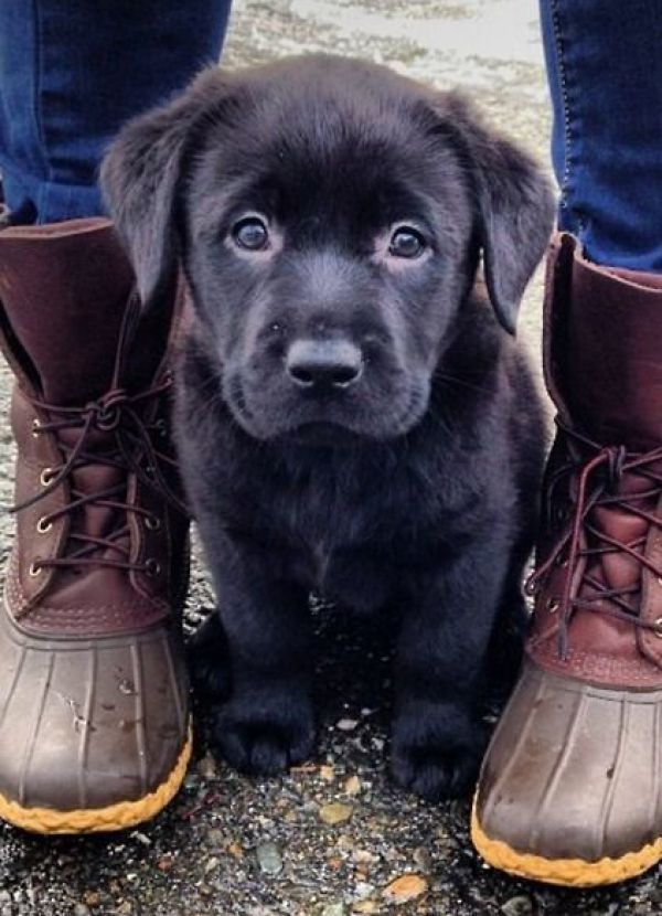 hund schwarz hund schwarz