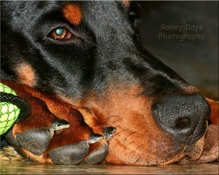 Nose infections in dobs