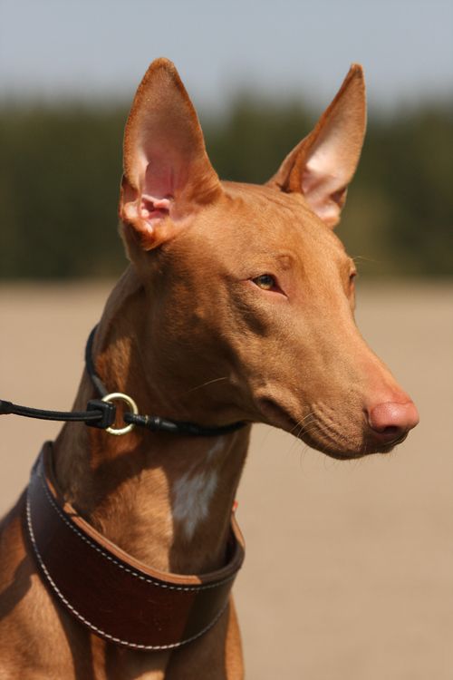 Dog Breed Like Pharaoh Hound Dog Breed Like Pharaoh Hound