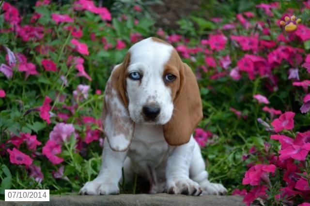 Freckles Basset Hound Puppy For Sale In Millersburg Oh Hound