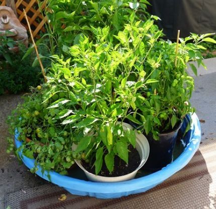 65 best Garden Container & Fairy images on Pinterest container ve able pkanting