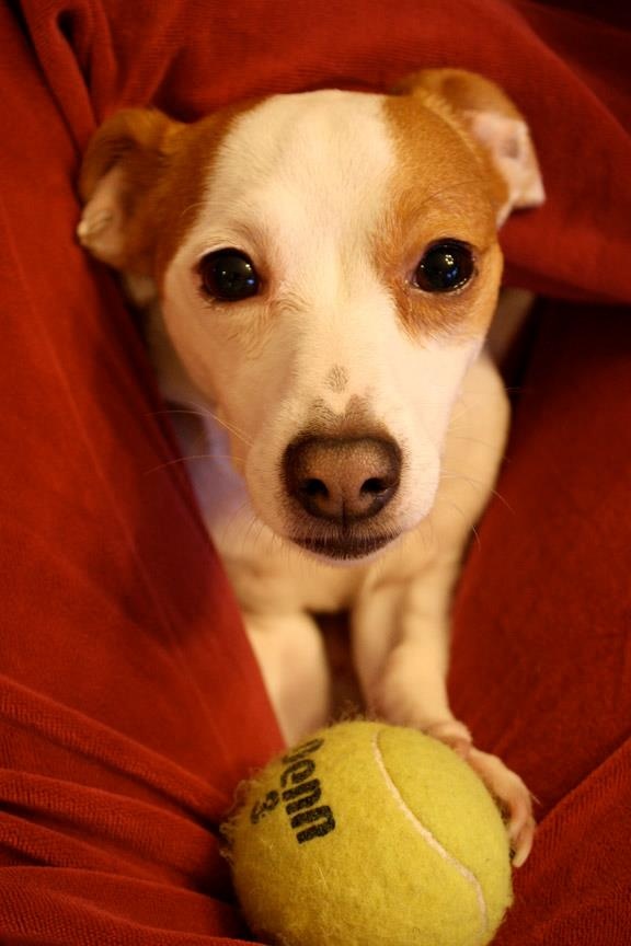 Jack russell licks cement My masturbation diary