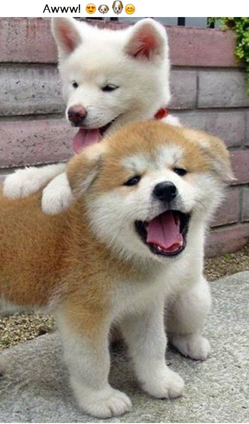 とってもかわいい子犬 のアイデア 24 件 子犬 ワンコ 可愛い 動物 とってもかわいい子犬 のアイデア 24 件 子犬 ワンコ 可愛い 動物