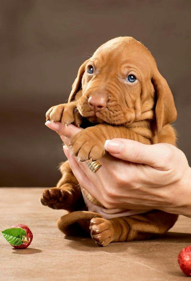 vizsla puppies ohio best 25 vizsla puppies ideas on hungarian vizsla vizsla and vizsla vizsla puppies ohio best 25 vizsla puppies ideas on hungarian vizsla vizsla and vizsla