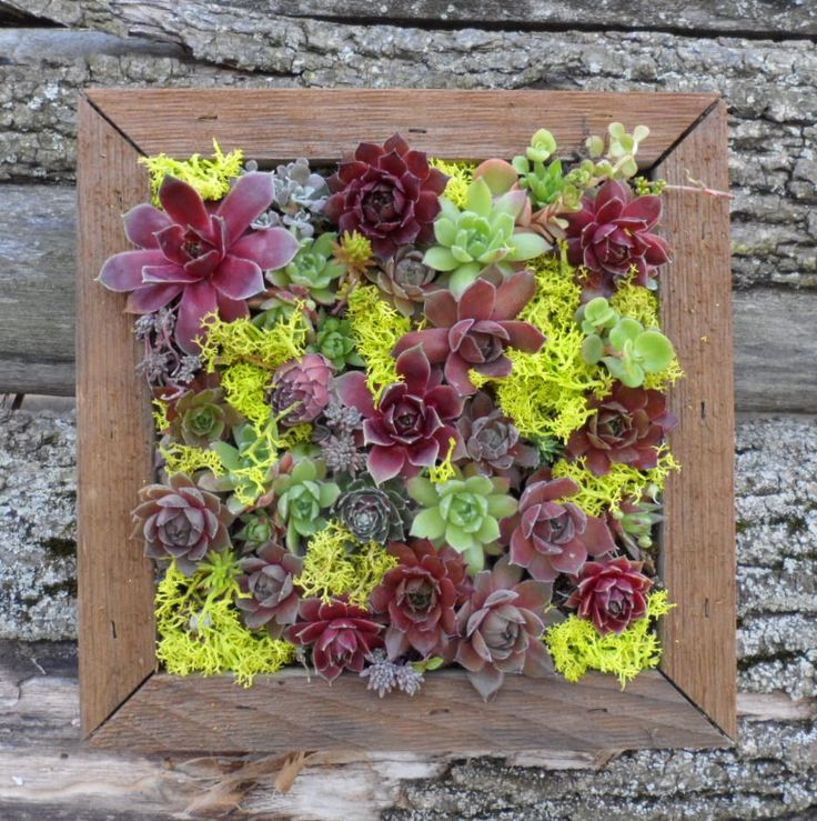 Succulent Wall Art 20 best succulent boards images on pinterest | succulents garden Succulent Wall Art 20 best succulent boards images on pinterest | succulents garden