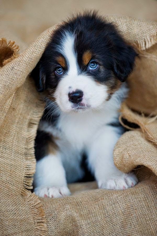cutest puppy breeds