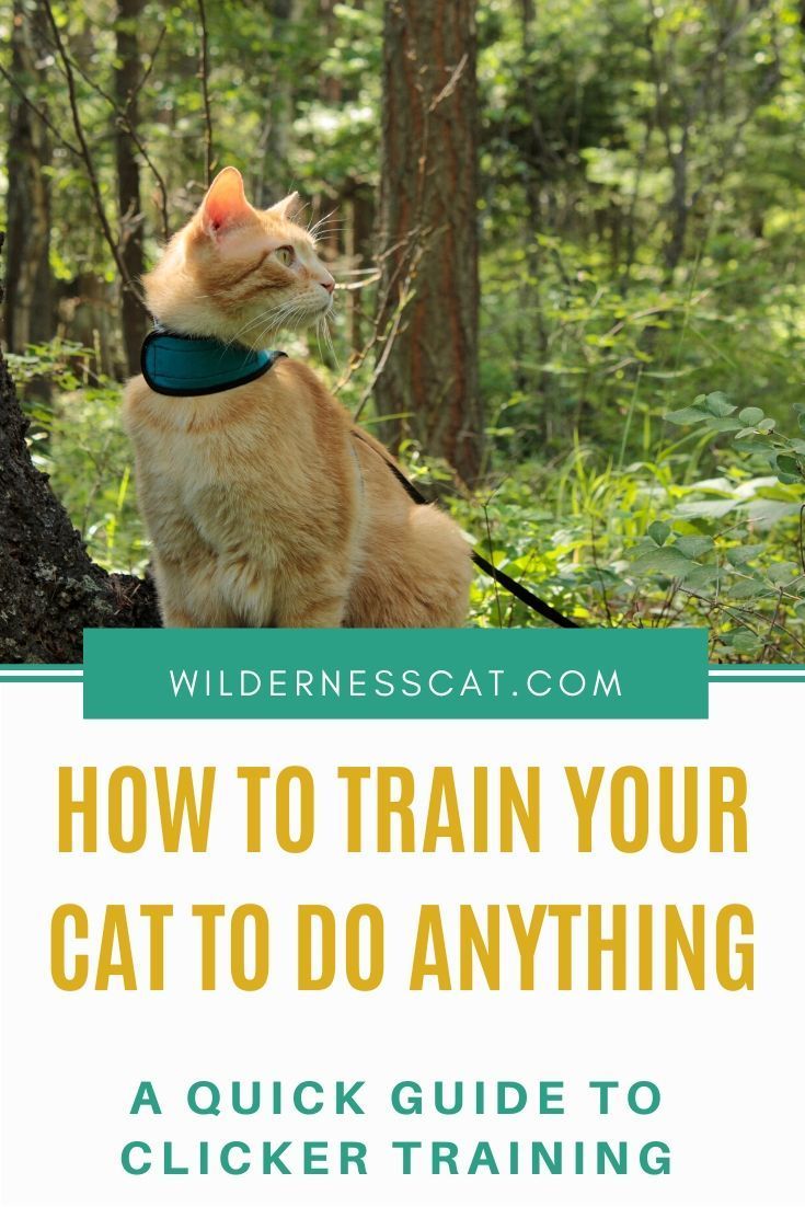 A Quick Guide To Clicker Training Your Cat Wildernesscat In 2020 Cat Training Cats Cat Care