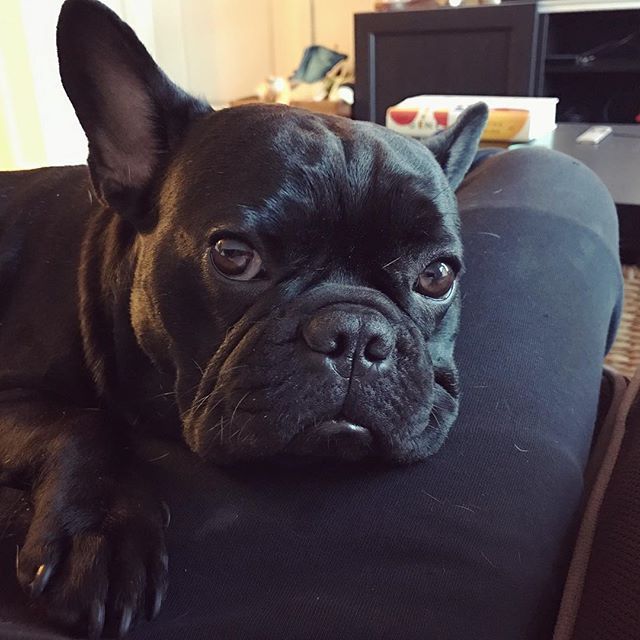 Camouflage Cosmo And Juniper French Bulldogs On Instagram
