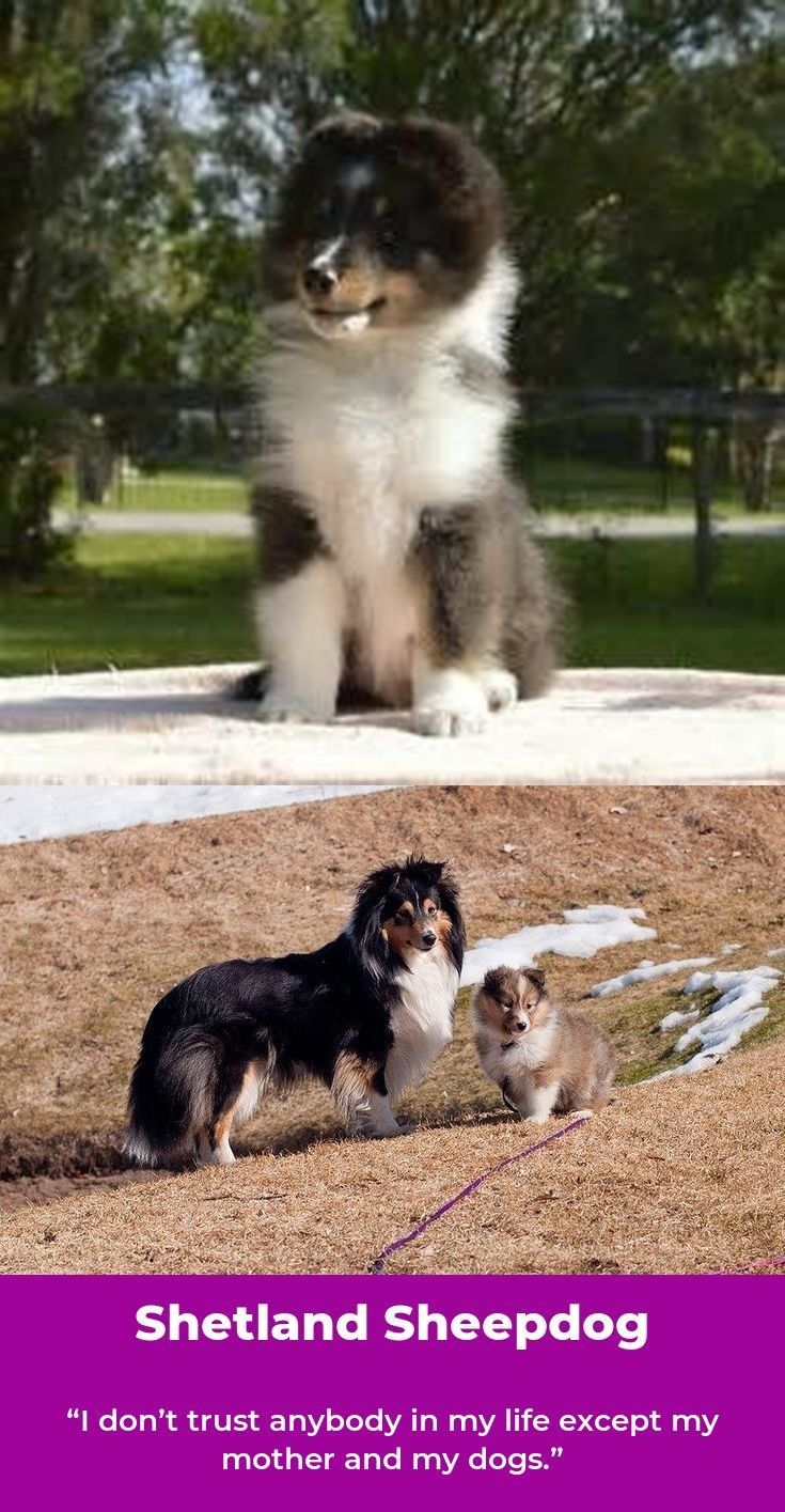 Shetland Sheepdogs Shetlandsheepdogvalp Shetlandsheepdogs Dogs