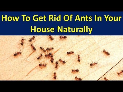 best 25 ants in house ideas only on pinterest ant best 25 ants in house ideas only on pinterest ant