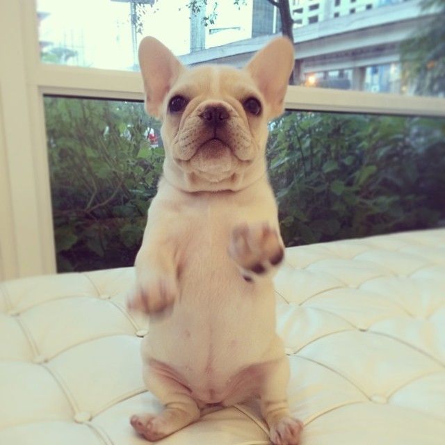Oh Hai Evrybuddy Frenchie Frenchbulldog Fab Frenchies