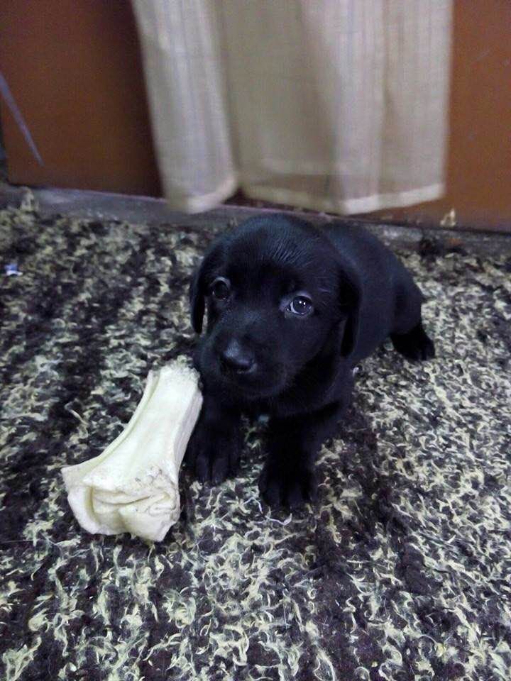 Where Can I Adopt A Dog For Free In Delhi Where Can I Adopt A Dog For Free In Delhi