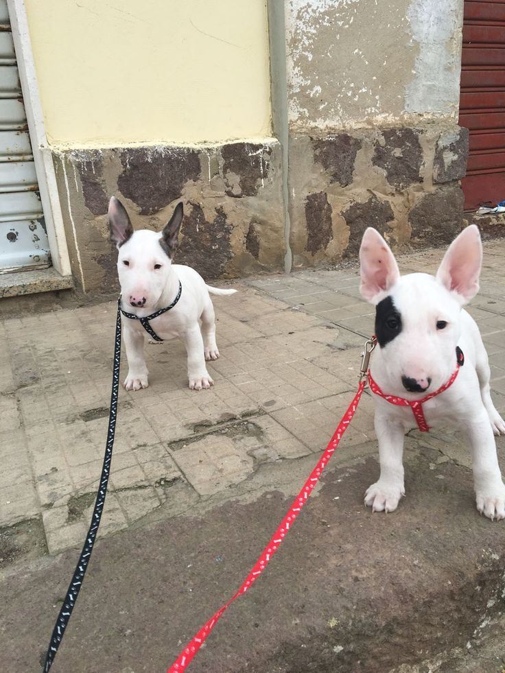 Bull Terrier Puppy Madre In Sardegna Italy Bull Terrier Puppy Madre In Sardegna