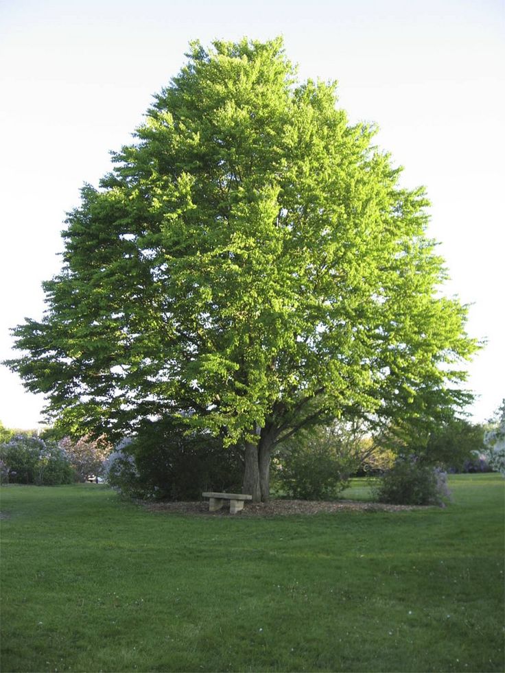 Garden Design Trees 165 best garden trees images on pinterest | garden trees, plant Garden Design Trees 165 best garden trees images on pinterest | garden trees, plant