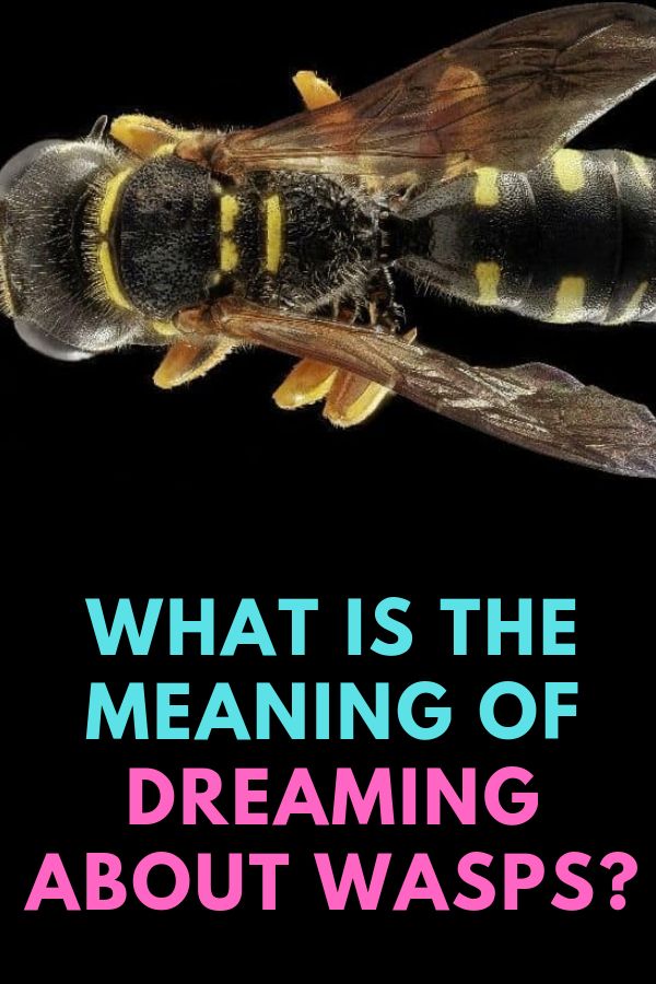 Wasp Spiritual Meaning Legends + Dream Interpretation Dream