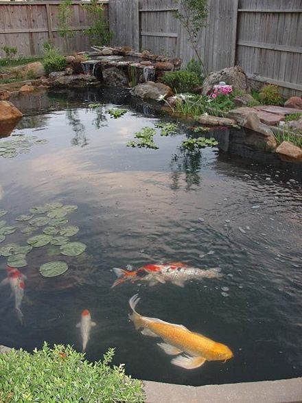 Reminds Me Of My Childhood Fishpond Snake Fish Ideas Pinterest Reminds Me Of My Childhood Fishpond Snake Fish Ideas Pinterest Pond Koi And Ponds