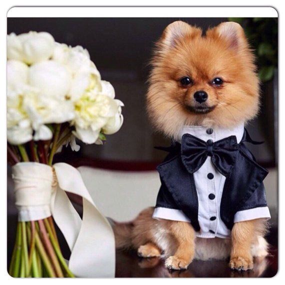 Wedding Tuxedo For Dogs Formal Dog Tuxedo Custom Made Dog Suit Etsy In 2021 Dog Suit Dog Tuxedo Pet Costumes