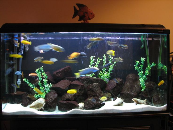 9 best aquarium/fish tanks images on pinterest | aquarium 9 best aquarium/fish tanks images on pinterest | aquarium
