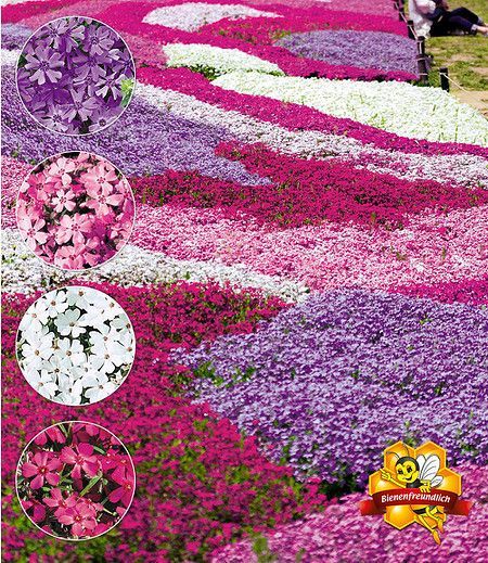 11 best Round flower bed images on Pinterest Garden plants - gartenpflanzen winterhart immergrun 11 best Round flower bed images on Pinterest Garden plants - gartenpflanzen winterhart immergrun