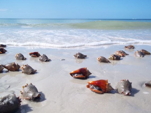 Up The Road From Naples Bonita Beach Yep Conches Hen Up The Road From Naples Bonita Beach Yep Conches Hen Florida