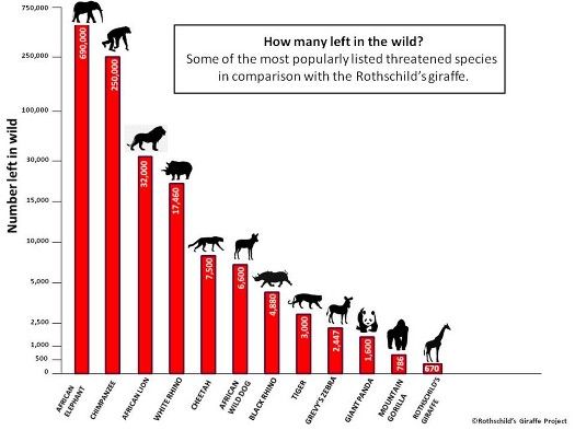 endangered species graphs google search endangered wildlife chart