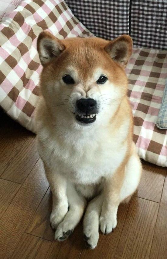 Pin by werka on Animals | Cute dogs breeds, Shiba inu puppy, Shiba inu
