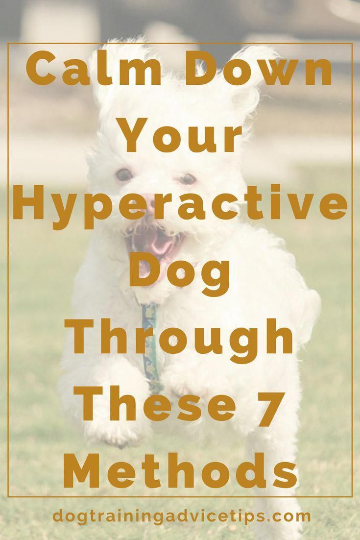 Calm Down Your Hyperactive Dog Through These 7 Methods Training