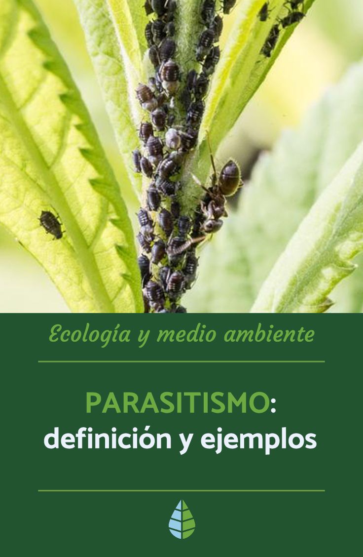 ejemplos de parasitismo en arboles ejemplos de parasitismo en arboles