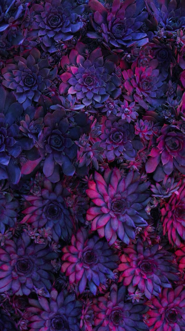Funko Pop Avengers Endgame Bro Thor Vinyl Bobble Head Purple Flowers Wallpaper Landscape Wallpaper Phone Wallpaper Images Funko Pop Avengers Endgame Bro Thor Vinyl Bobble Head Purple Flowers Wallpaper Landscape Wallpaper Phone Wallpaper Images