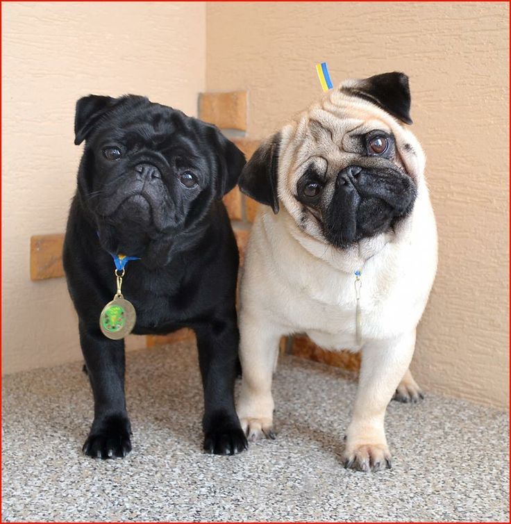 fawn colour pug best 25 pug ideas on pugs pugs and pug puppies fawn colour pug best 25 pug ideas on pugs pugs and pug puppies